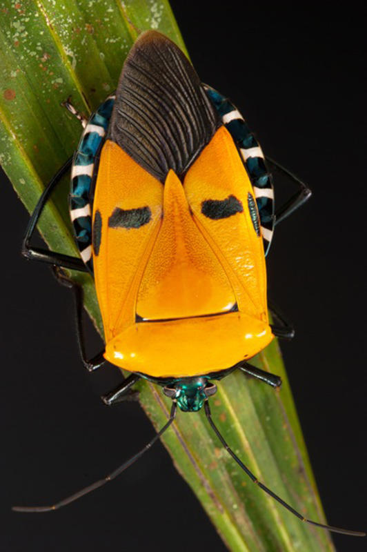 Name:  pentomid.jpg
Views: 576
Size:  58.7 KB