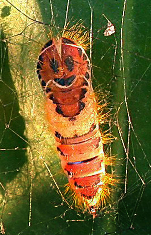 Name:  Smiley Taiwanese Caterpillar.JPG
Views: 726
Size:  105.2 KB