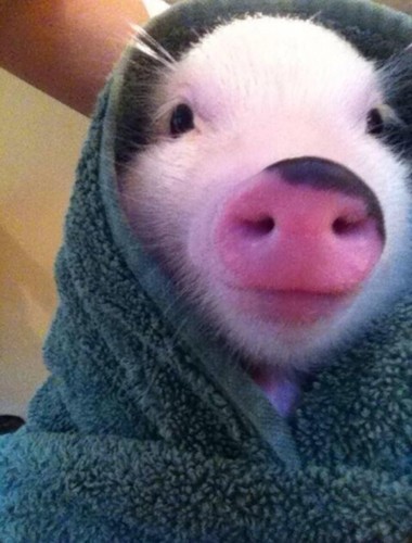 Name:  l-Pig-in-a-blanket.jpg
Views: 518
Size:  47.8 KB