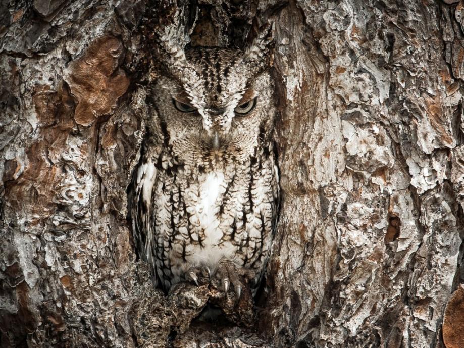 Name:  CATERS_CLIFF_EDGE_WALK_ILLUSION_WATER_AMERICA_OUTDOOR_CONTEST_WINNERS_01-1024x769owl.jpg
Views: 631
Size:  183.5 KB