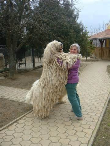 Name:  komondor.jpg
Views: 388
Size:  29.1 KB