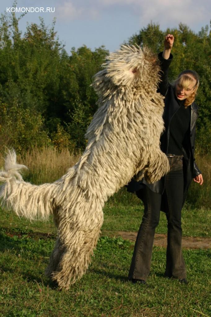 Name:  komondor-dog-06.jpg
Views: 402
Size:  120.1 KB