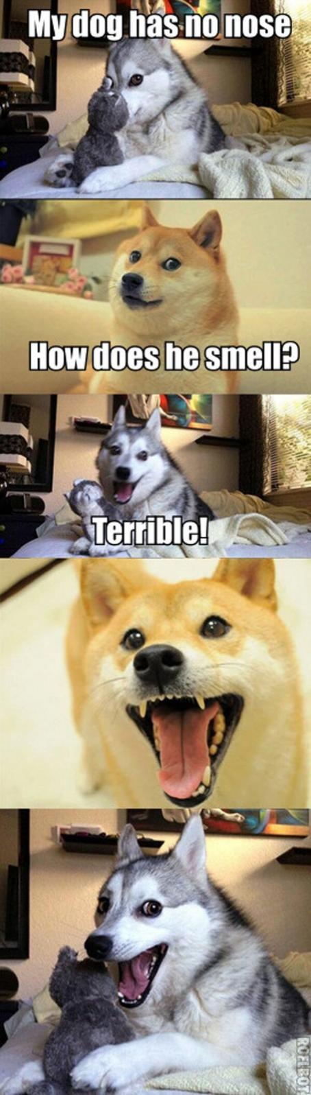 Name:  dog-has-no-nose.jpg
Views: 617
Size:  101.0 KB