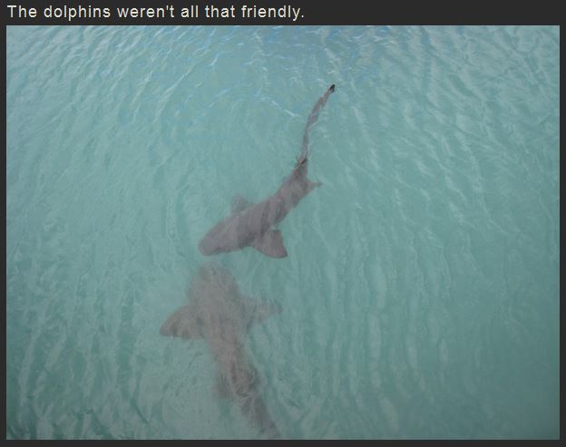 Name:  dolpihinsyasay.JPG
Views: 768
Size:  40.1 KB