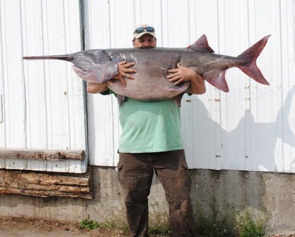 Name:  paddlefish1276.jpg
Views: 2971
Size:  47.4 KB