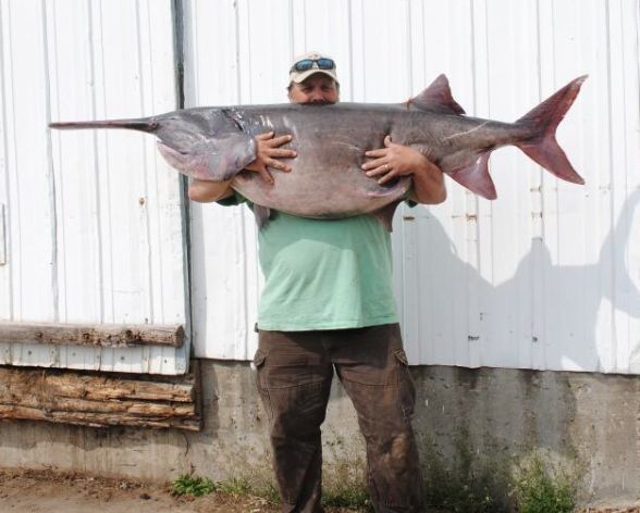 Name:  paddlefish1276.jpg
Views: 421
Size:  47.4 KB