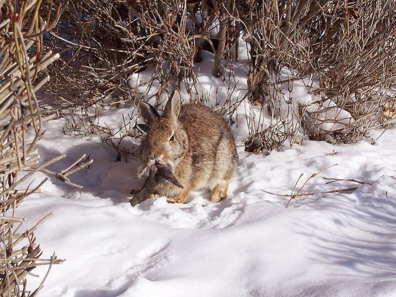 Name:  800px-Rabbit_shopes_papilloma_virus_3x.jpg
Views: 3435
Size:  121.3 KB