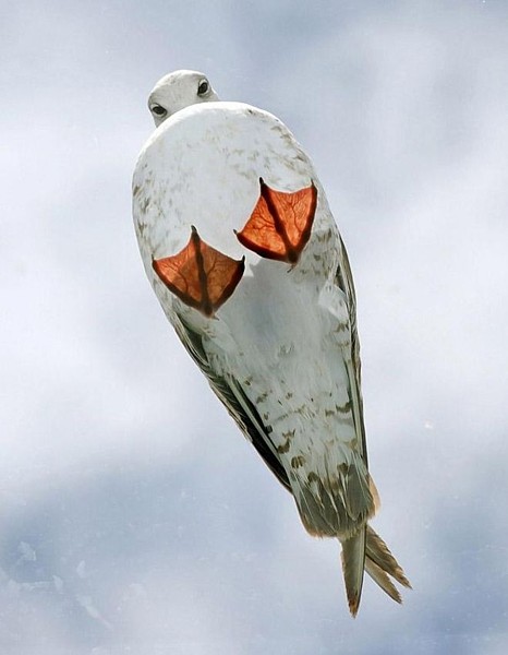 Name:  seagullonskylight.jpg
Views: 341
Size:  43.5 KB
