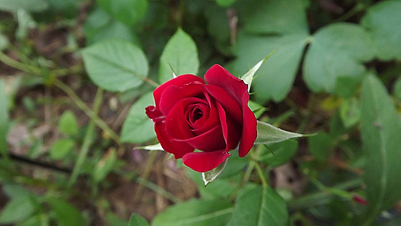 Name:  Miniature Rose.jpg
Views: 304
Size:  112.9 KB
