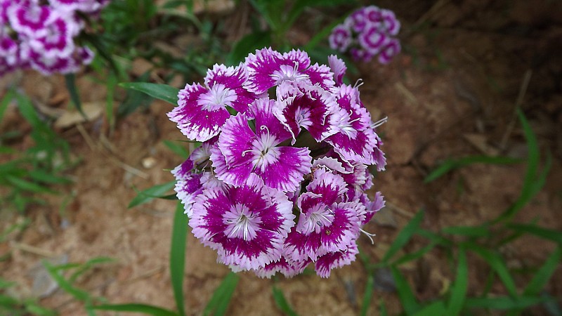 Name:  Sweet William.jpg
Views: 266
Size:  130.9 KB