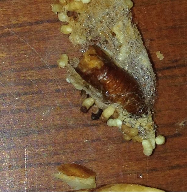 Name:  almond pest2.jpg
Views: 722
Size:  106.3 KB