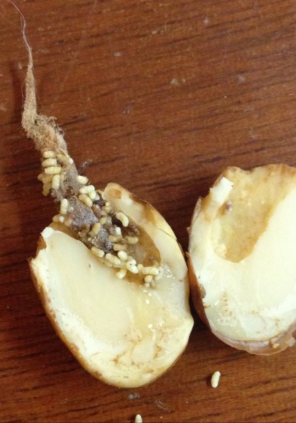 Name:  almond pest.jpg
Views: 1340
Size:  98.6 KB