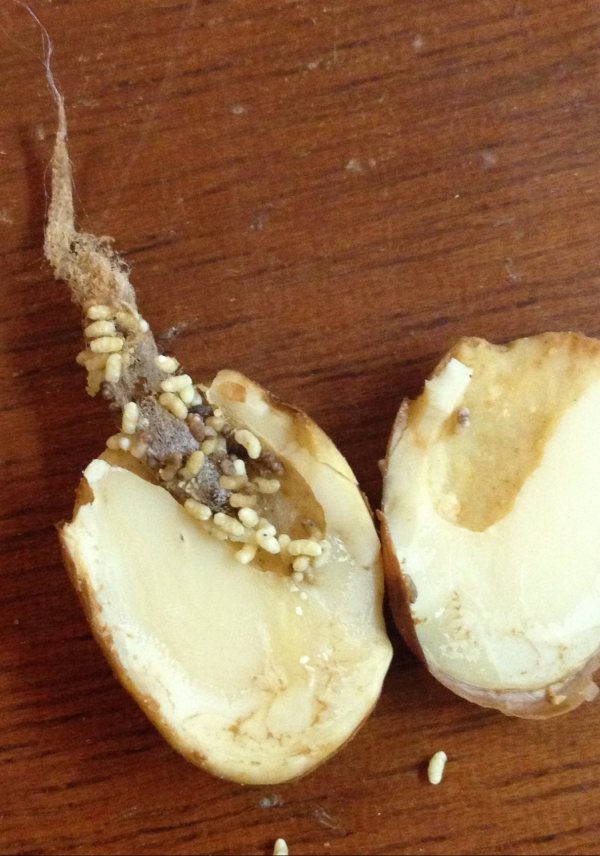 Name:  almond pest.jpg
Views: 1435
Size:  98.6 KB