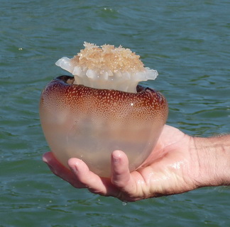 Name:  Cannonball_jellyfish.jpg
Views: 309
Size:  52.7 KB