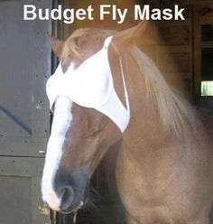 Name:  hehorse.jpg
Views: 691
Size:  9.9 KB