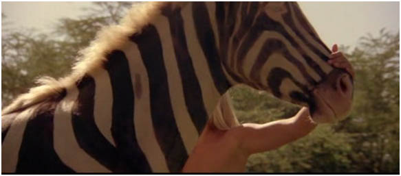 Name:  Zebra.jpg
Views: 335
Size:  24.4 KB