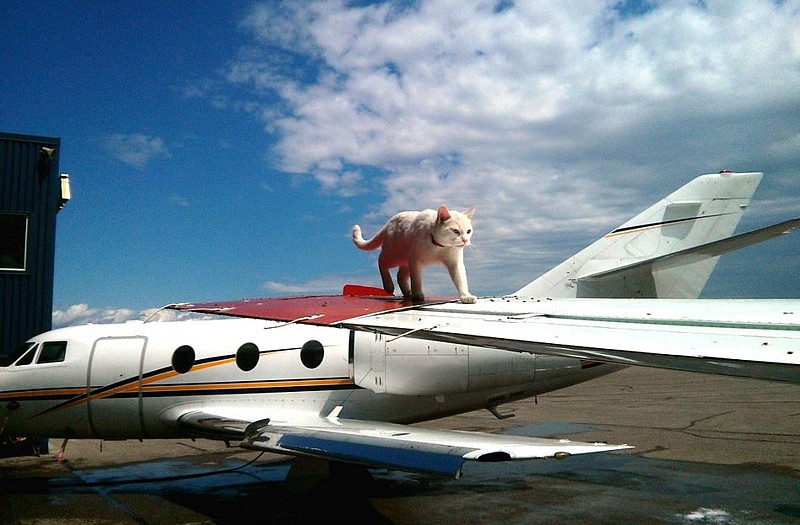 Name:  prekittyflightcheck.jpg
Views: 672
Size:  109.1 KB