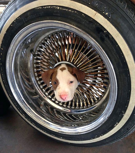 Name:  wheelpuppy.jpg
Views: 6883
Size:  118.3 KB
