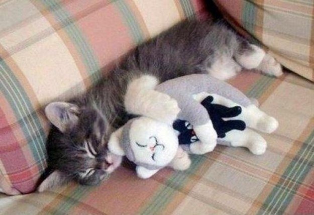 Name:  holycutekitteh.jpg
Views: 279
Size:  50.5 KB