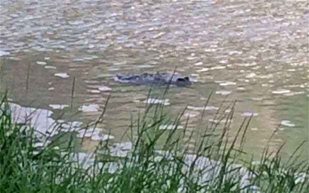 Name:  crocodile-uk_2955352b.jpg
Views: 1159
Size:  66.2 KB