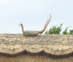 Name:  Thatch 1.JPG
Views: 398
Size:  21.6 KB