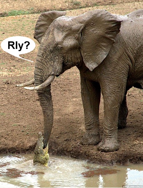 Name:  rightonthetrunk.jpg
Views: 562
Size:  128.3 KB