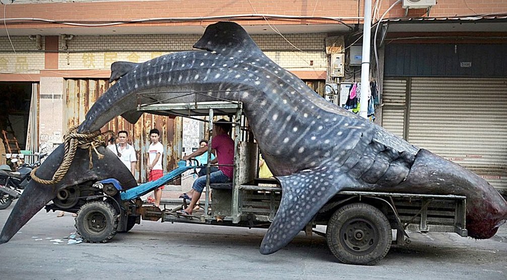 Name:  Dead-whale-shark.jpg
Views: 492
Size:  165.9 KB