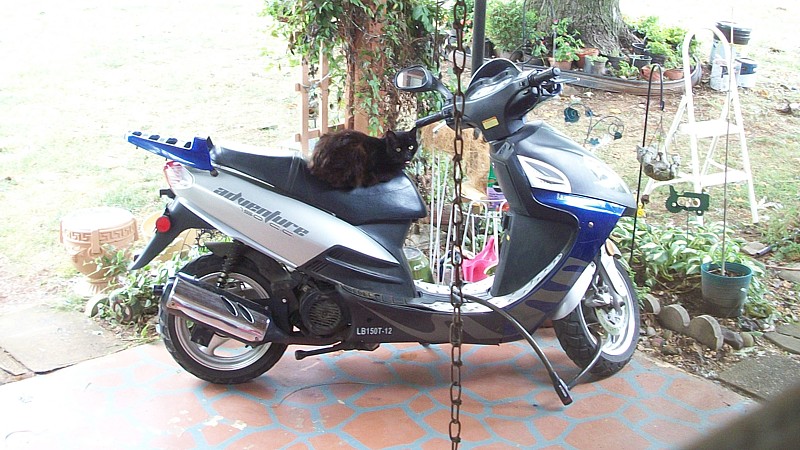 Name:  slick on my scoot.jpg
Views: 394
Size:  165.2 KB