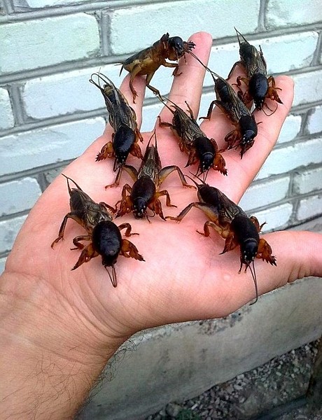 Name:  handfulofmolecrickets.jpg
Views: 748
Size:  98.1 KB
