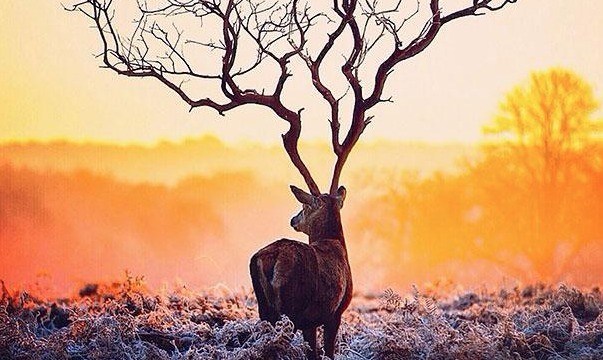 Name:  antler.jpg
Views: 1078
Size:  67.0 KB