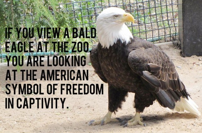 Name:  eagle.jpg
Views: 244
Size:  99.7 KB