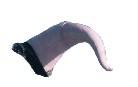 Name:  isolated whale penis.jpg
Views: 1011
Size:  13.8 KB