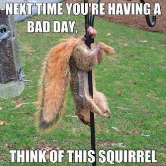 Name:  awww nuts.jpg
Views: 582
Size:  67.9 KB