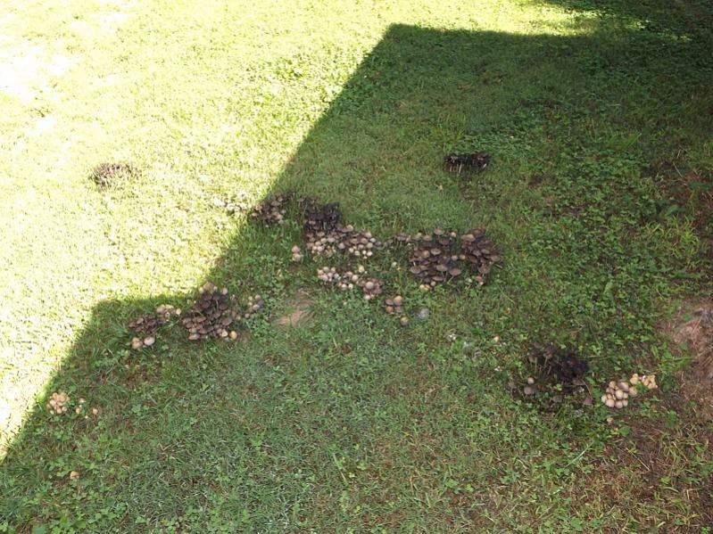 Name:  Fungus Among Us1.jpg
Views: 2225
Size:  120.7 KB