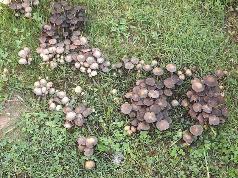 Name:  Fungus Among Us2.jpg
Views: 2235
Size:  155.7 KB