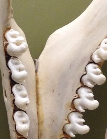 Name:  seal molars.jpg
Views: 366
Size:  41.1 KB