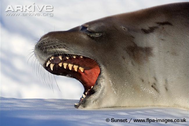 Name:  Crabeater-seal-showing-multilobed-teeth-adapted-to-sieve-krill-from-the-water.jpg
Views: 245
Size:  57.5 KB