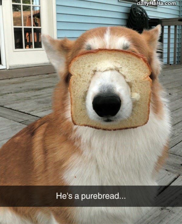 Name:  purebread.jpg
Views: 599
Size:  68.4 KB