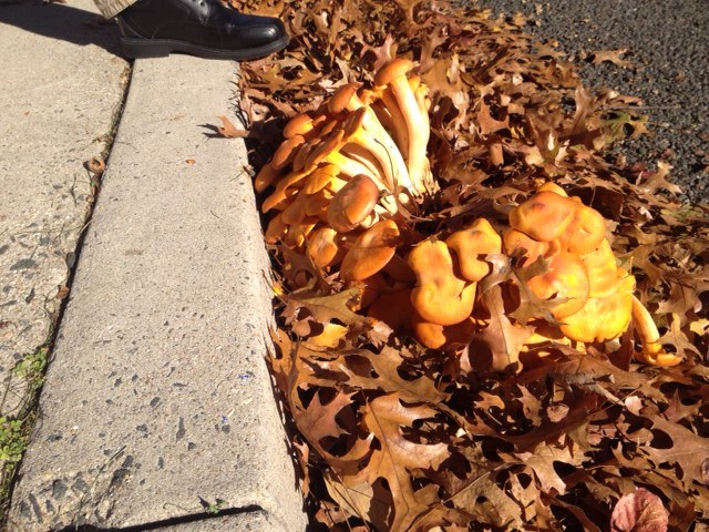 Name:  orange shrooms.jpg
Views: 335
Size:  124.4 KB