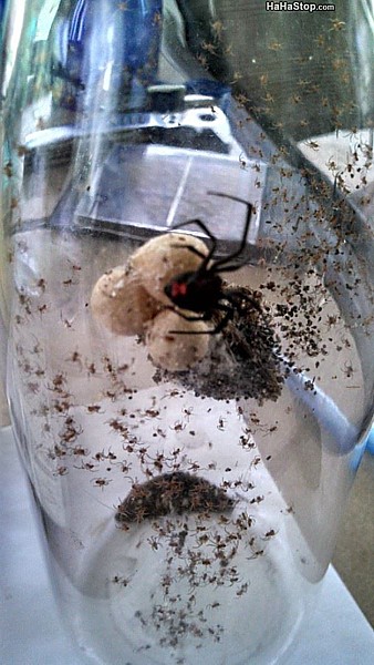 Name:  Jar_Of_Nope.jpg
Views: 466
Size:  75.0 KB