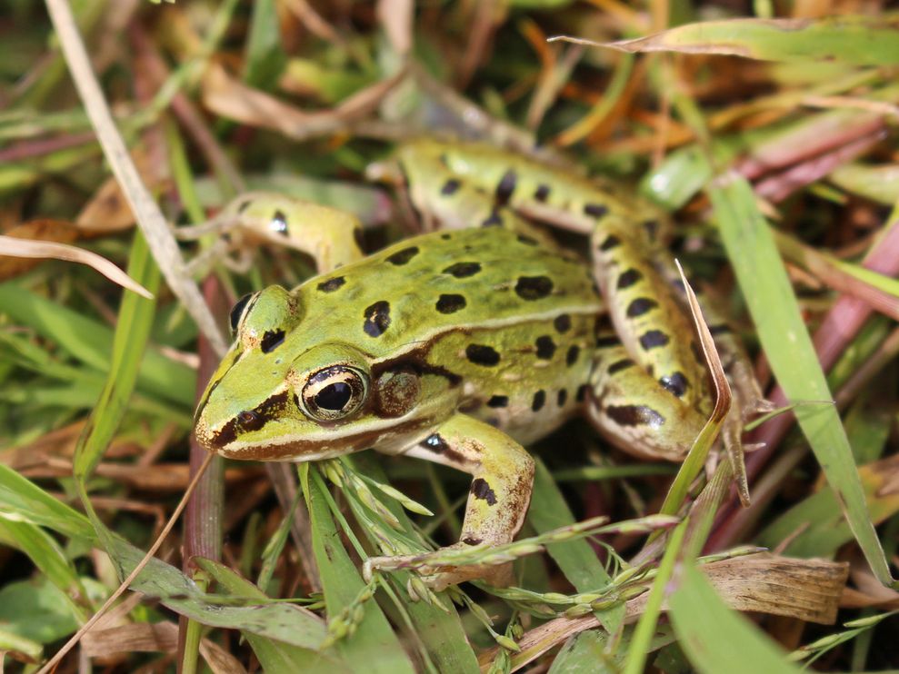 Name:  leopard-frog-new-york.jpg
Views: 417
Size:  114.1 KB