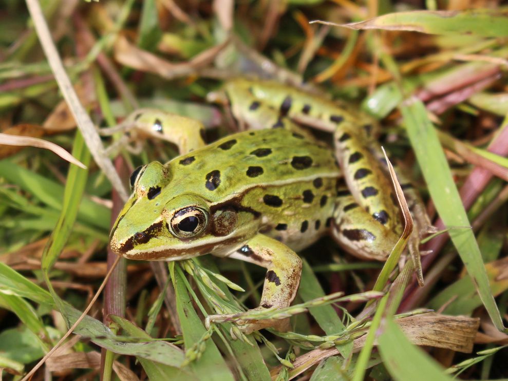 Name:  leopard-frog-new-york.jpg
Views: 10019
Size:  114.1 KB