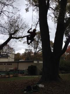 Name:  tree3.jpg
Views: 308
Size:  13.8 KB