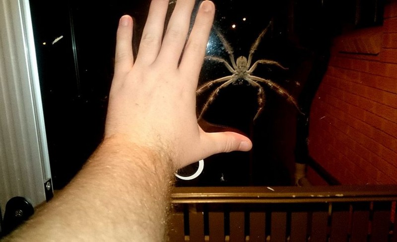 Name:  GAHnowthatsabigspider.jpg
Views: 576
Size:  69.0 KB