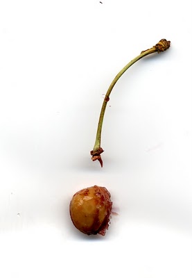 Name:  cherry-pit.jpg
Views: 750
Size:  8.6 KB