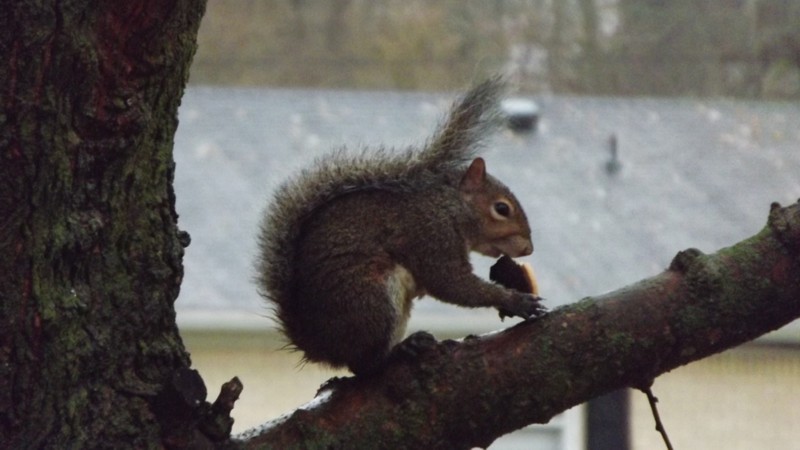 Name:  Cookie Squirrel.jpg
Views: 621
Size:  97.2 KB