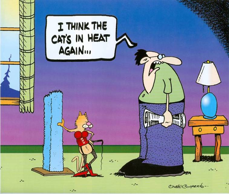 Name:  The Cat's In Heat Again.jpg
Views: 270
Size:  68.5 KB