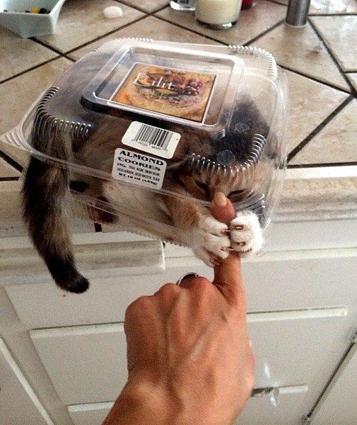 Name:  notalmondcookies.jpg
Views: 581
Size:  88.0 KB