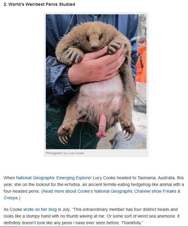 Name:  Echidna penis.JPG
Views: 1077
Size:  85.2 KB