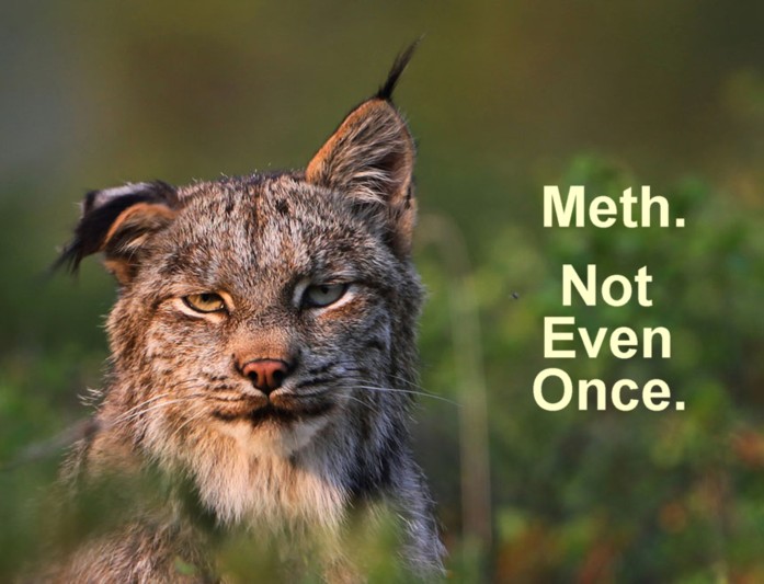 Name:  lynx.jpg
Views: 100
Size:  79.1 KB